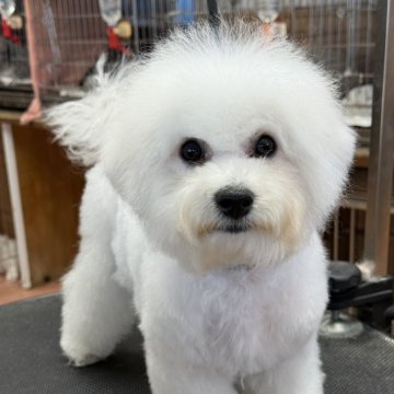 ビションフリーゼ【栃木県・女の子・2025年7月21日・ホワイト】の写真「人懐こく明るい女の子です」