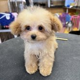 トイプードル(ティーカップ)