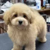 タイニープードル