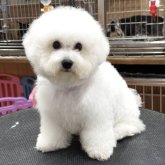 ビションフリーゼ