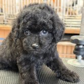 トイプードル(ティーカップ)