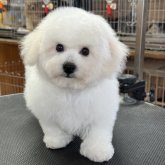 ビションフリーゼ