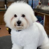 ビションフリーゼ