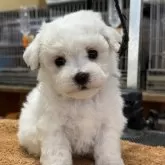 ビションフリーゼ