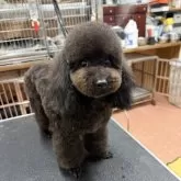 タイニープードル【栃木県・男の子・2024年11月14日・ブラック】の写真3