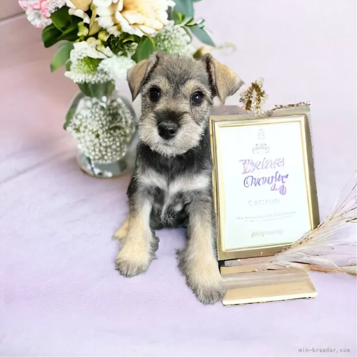 ID:2312-03575の子犬