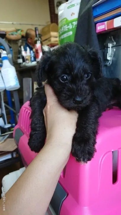 ID:1808-00836の子犬
