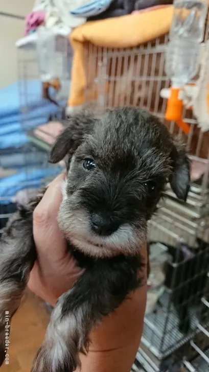 ID：1810-02220の子犬