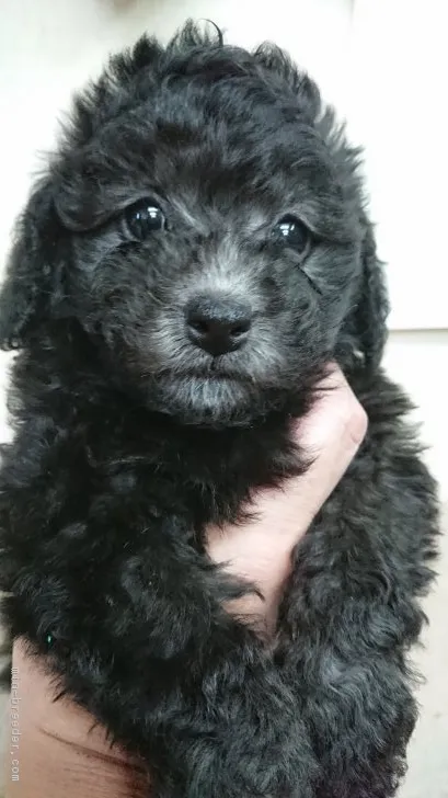 ID：1810-02223の子犬