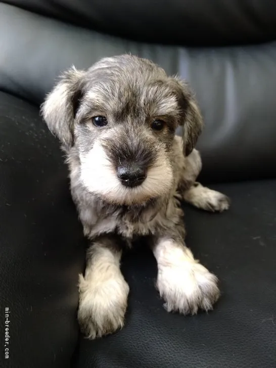 ID：2108-01713の子犬