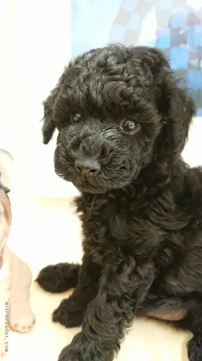 ID：2005-01104の子犬