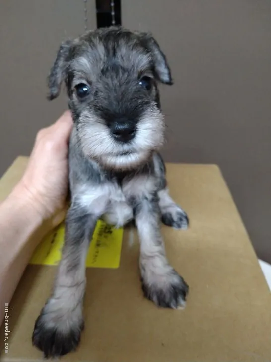 ID：2006-02883の子犬