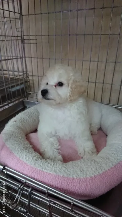 ID：1807-01678の子犬