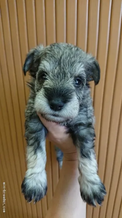 ID：1910-00861の子犬