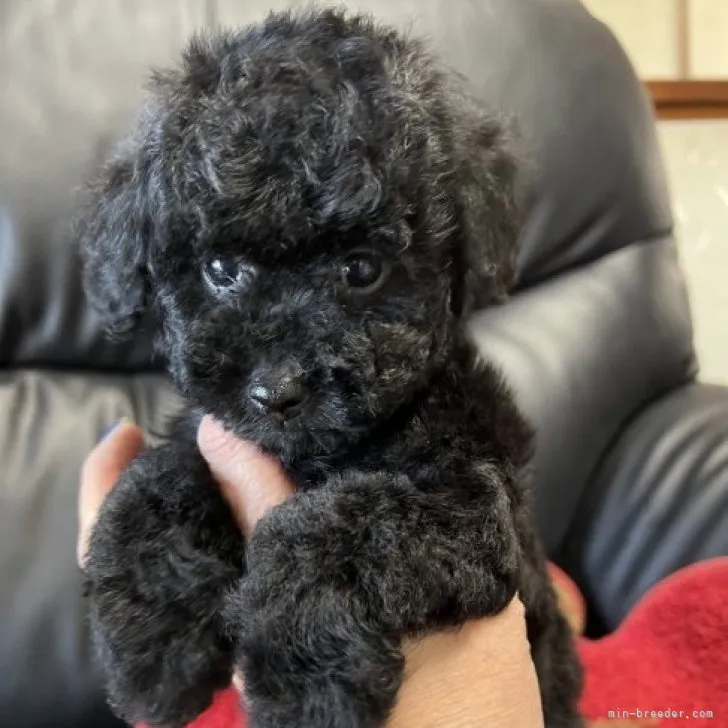 ID：2303-02356の子犬