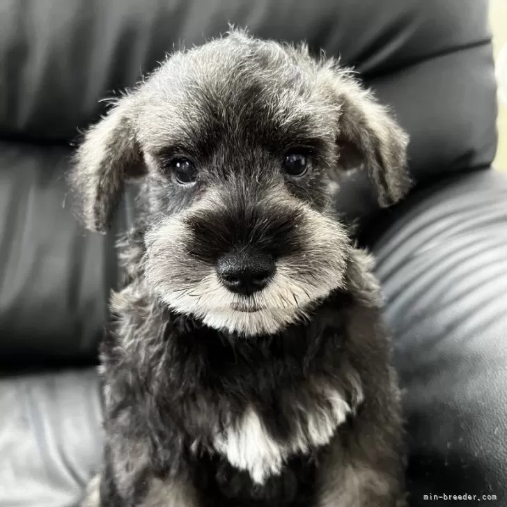 ID:2408-06082の子犬
