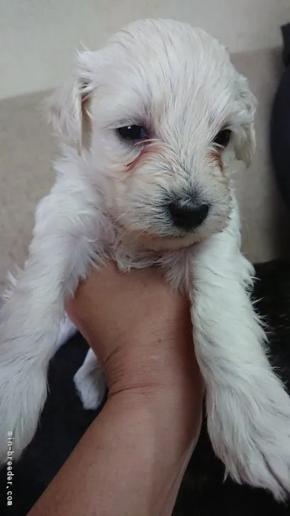 ID:1901-01821の子犬