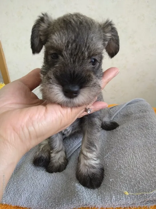 ID:2006-00625の子犬