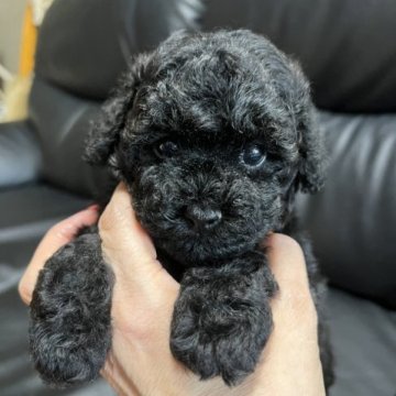 トイプードル(タイニー)【栃木県・女の子・2023年9月29日・ブラック】の写真「人懐こくて可愛い女の子です。」