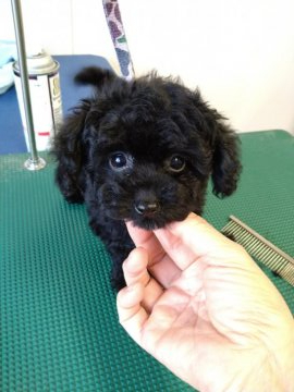 トイプードル(ティーカップ)【栃木県・女の子・2021年10月26日・ブラック】の写真「とっても可愛いお顔の小さな女の子です。」