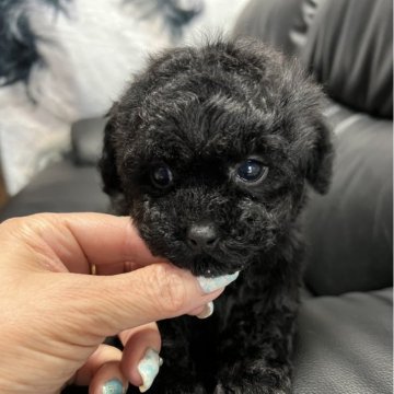 トイプードル(ティーカップ)【栃木県・女の子・2023年12月8日・ブラック】の写真「ナチュラルテールのお顔の可愛い女の子です」