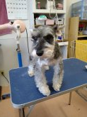 ミニチュアシュナウザー【・女の子・2019年9月5日・ソルト&ペッパー】