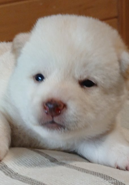 藤本栄子ブリーダーのブログ：華ちゃんベイビー😊お顔をご紹介💕
