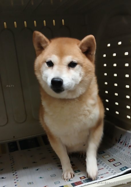 藤本栄子ブリーダーのブログ：若葉ちゃんそろそろ出産予定日です😘💕