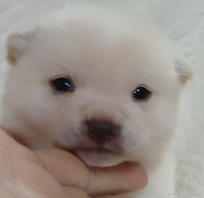 藤本栄子ブリーダーのブログ：若葉ちゃんベイビー❤️ご家族様募集中です😘💕