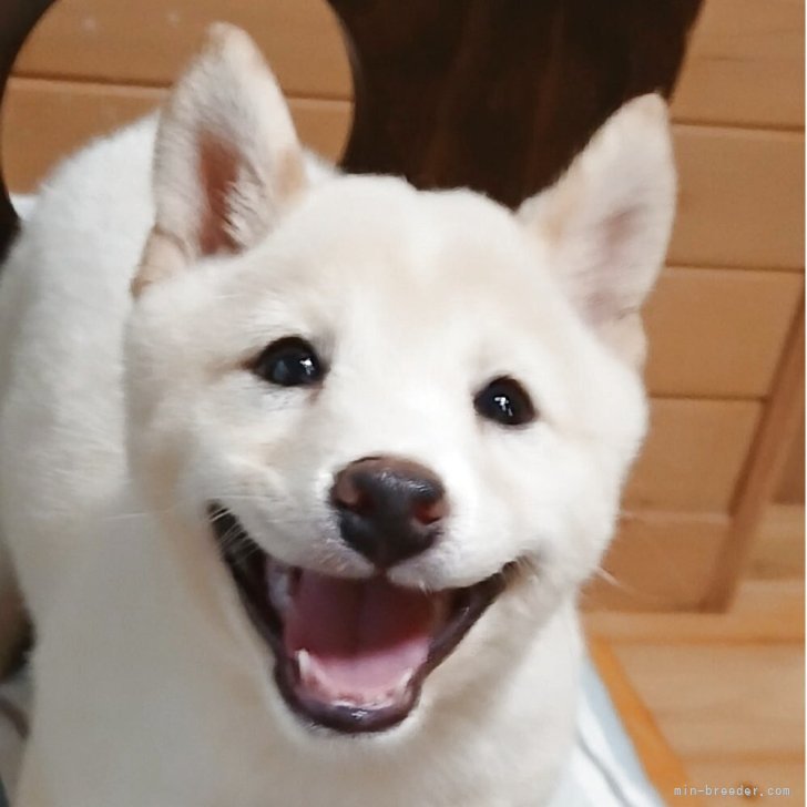 ブリーダー画像