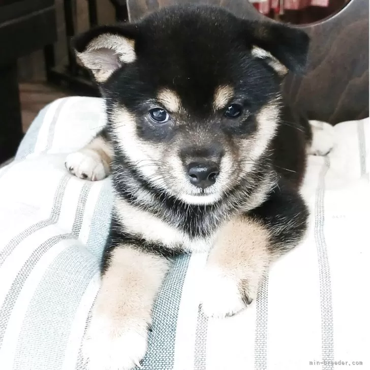 ID：2508-08369の子犬