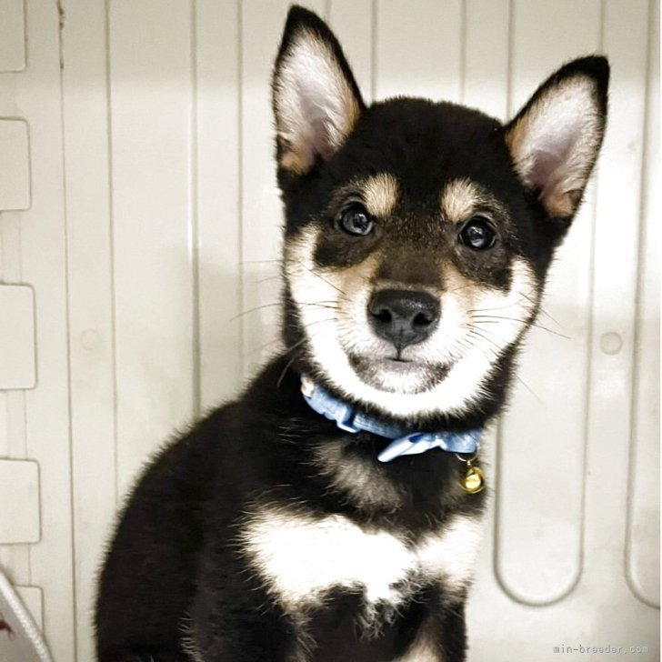 ブリーダー画像