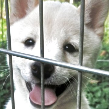 柴犬(豆柴)【熊本県・男の子・2025年5月15日・白】の写真「つぶらな瞳が可愛らしい😘💕」