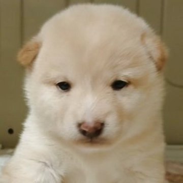 柴犬(豆柴)【熊本県・女の子・2025年5月15日・白】の写真「目が大きくて　かわいい💕😊」