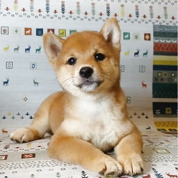 豆柴【熊本県・女の子・2025年7月30日・赤】の写真「綺麗な顔立ちでお茶目な女の子です😘💕💕」