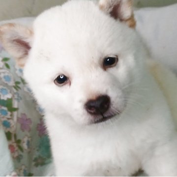 豆柴【熊本県・男の子・2025年7月3日・白】の写真「毛色がきれいで鼻が黒くて可愛い😘💕😊」
