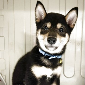 柴犬(豆柴)【熊本県・男の子・2025年8月2日・黒】の写真「人なつっこくて　甘えん坊な男の子です💕😊」