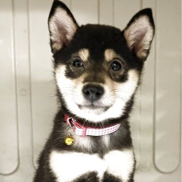 豆柴【熊本県・女の子・2025年8月2日・黒】の写真「綺麗なお顔のおとなしい女の子です😘💕」