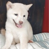 柴犬(豆柴)