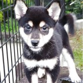 柴犬(豆柴)