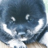 柴犬(豆柴)