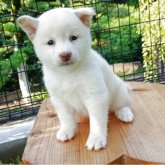 柴犬(豆柴)