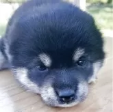 豆柴