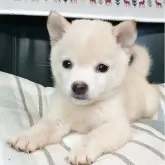 豆柴