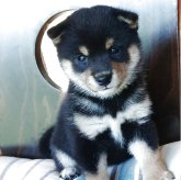 柴犬(豆柴)