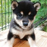 柴犬(豆柴)