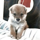柴犬(豆柴)