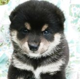 柴犬(豆柴)
