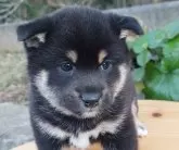 豆柴【熊本県・男の子・2024年12月20日・黒】の写真2