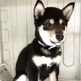 豆柴【熊本県・男の子・2025年8月2日・黒】の写真2